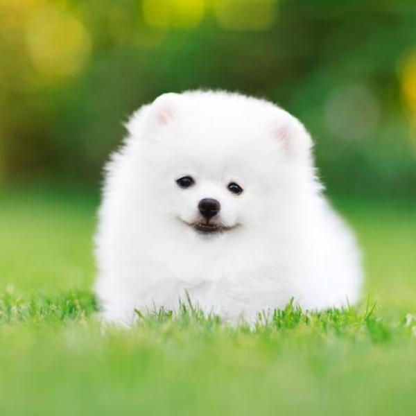 8 Small White Dog Breeds(did you know).